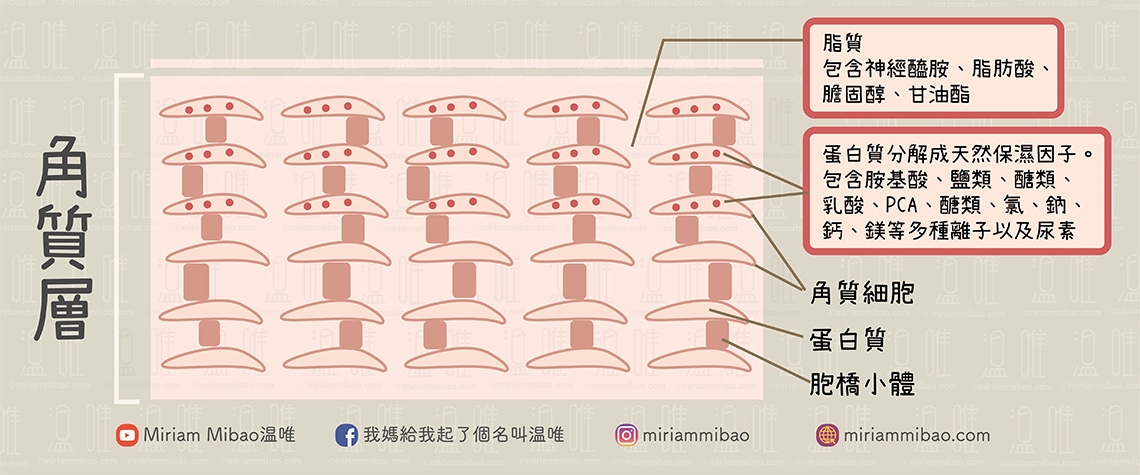 stratum_corneum-ingredients.神經醯胺