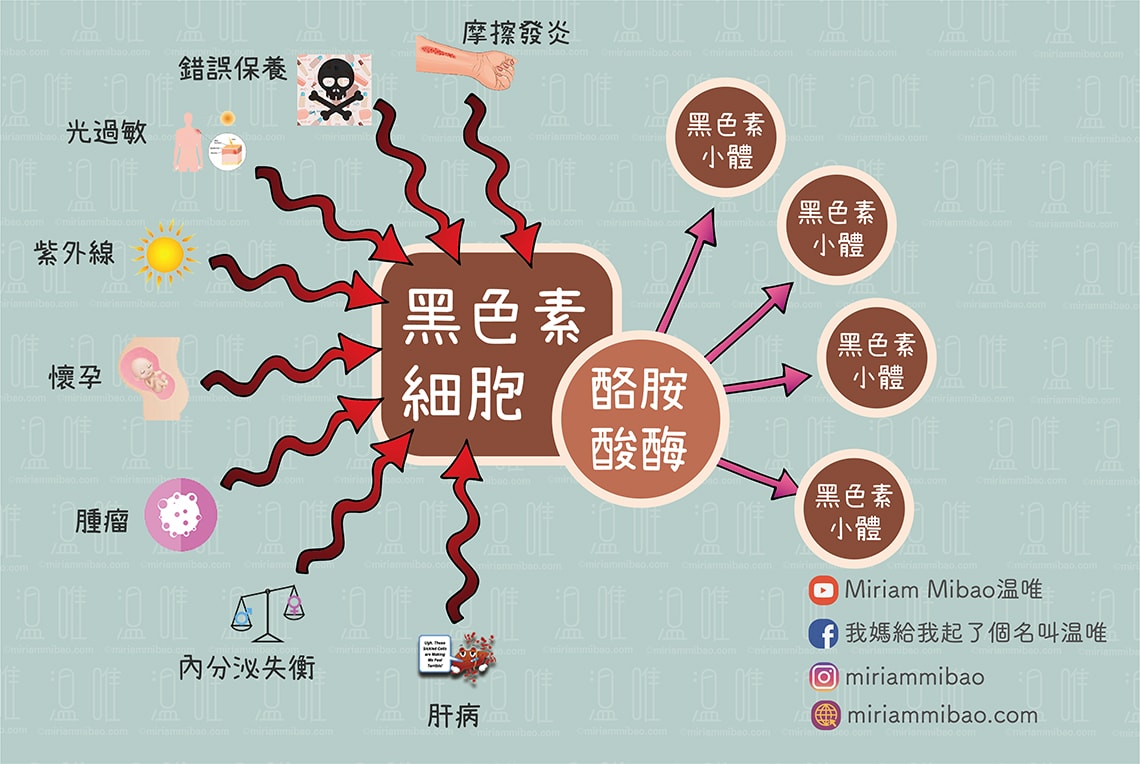 melanocyte-Tyrosinase-Melanosome.美白